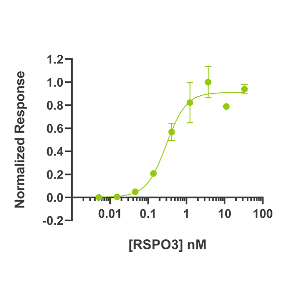 Human R-spondin 3 Qk032 protein bioactivity lot #010