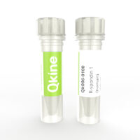 Qk006 R-spondin 1 (human) Qkine protein vial