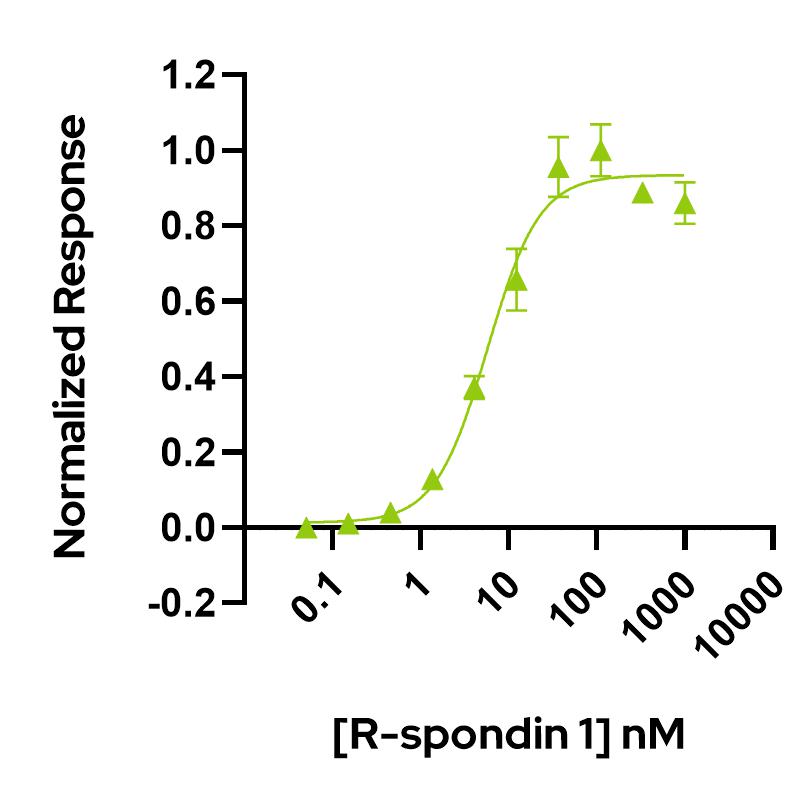 Human R-spondin 1 Qk006 protein bioactivity lot #012