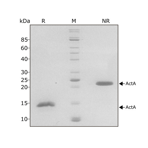 Human Activin A Qk001 protein purity SDS-PAGE lot #011