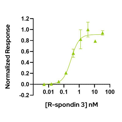 Human R-spondin 3 Qk032 protein bioactivity lot #010