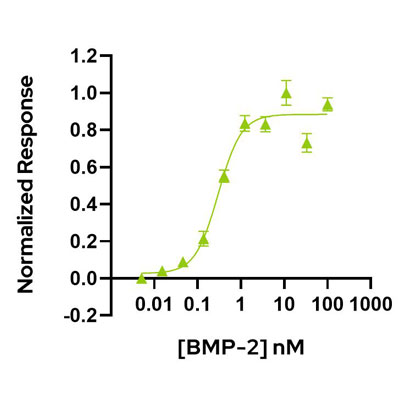 Human BMP2 Qk007 protein bioactivity lot #010