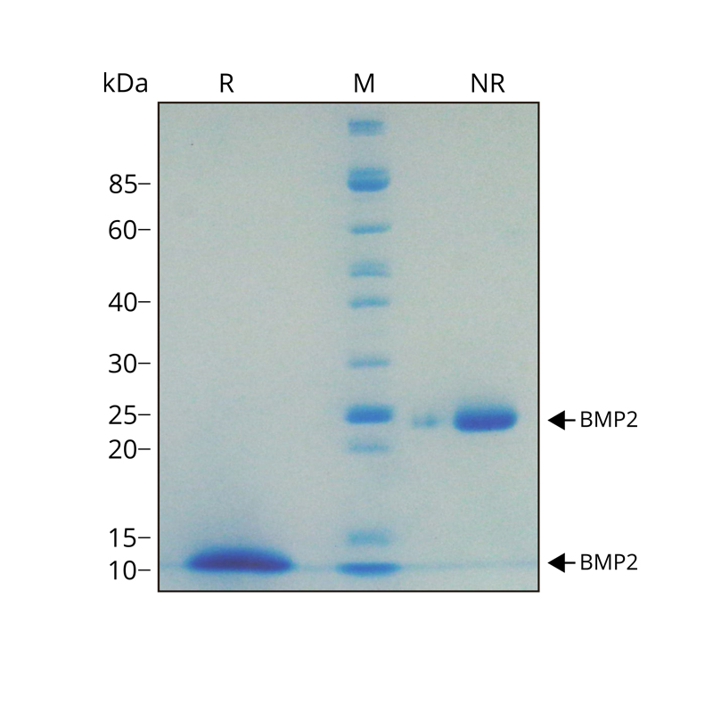 Recombinant Human BMP2 Protein (Qk007) - Qkine