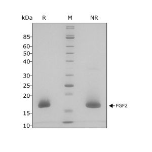 Human FGF2/bFGF Qk027 protein purity SDS-PAGE lot #010