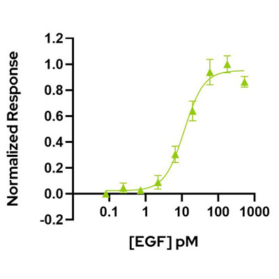 Human EGF Qk011 protein bioactivity lot #011
