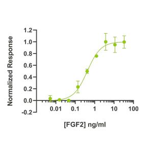 Zebrafish FGF2 / bFGF Qk002 protein bioactivity lot #011