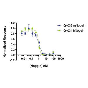 mouse Noggin Qk033 protein bioactivity lot #104284