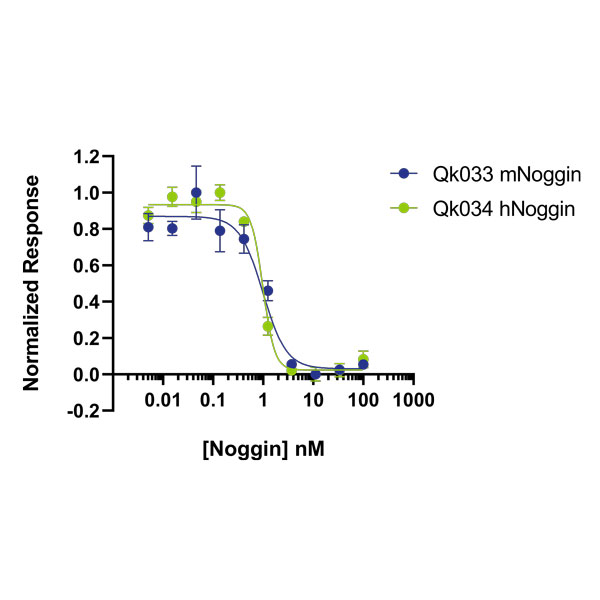 mouse Noggin Qk033 protein bioactivity lot #104284