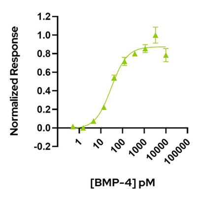 Human BMP4 Qk038 protein bioactivity lot #104294
