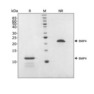 Human BMP4 Qk038 protein purity lot #104294