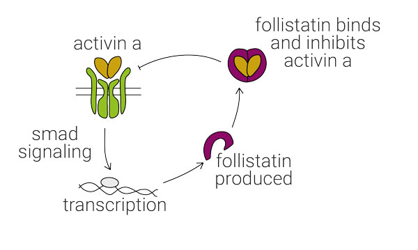 Activin A is regulated by negative feedback due to accumulation of follistatin