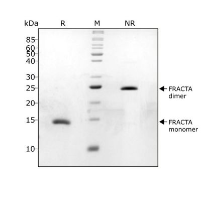 follistatin resistant activin A FRACTA Qk035 protein purity lot #104287