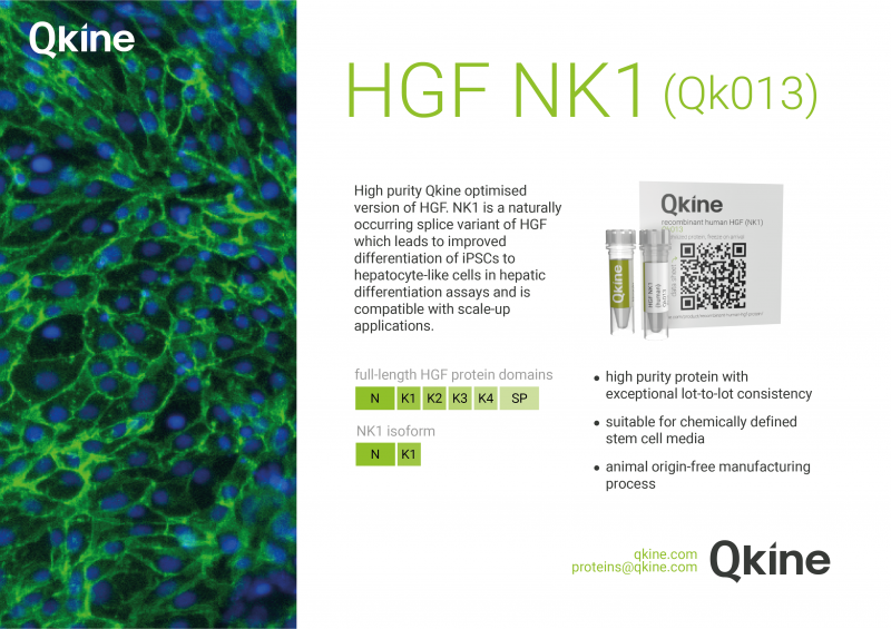 HGF (NK1) description