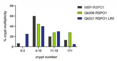 Intestinal organoid crypt multiplicity
