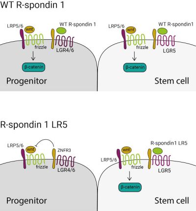 R-spondin 1 LR5 specifically activates Wnt signalling in lgr5+ stem cell population