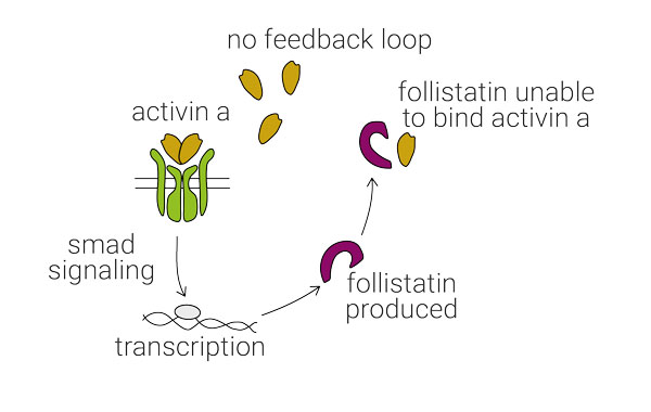 Follistatin Activin A is not inhibited by accumulation of follistatin