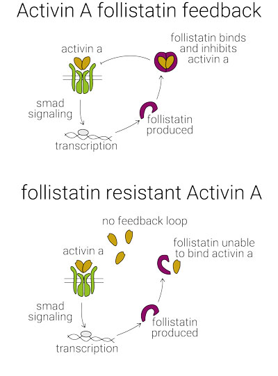 negative feedback inhibition of activin A by follistatin