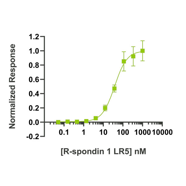 Human R-spondin 1 LR5 Qk031 protein bioactivity lot #104286