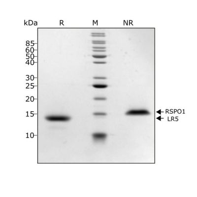 Human R-spondin 1 LR5 Qk031 protein purity lot #104286