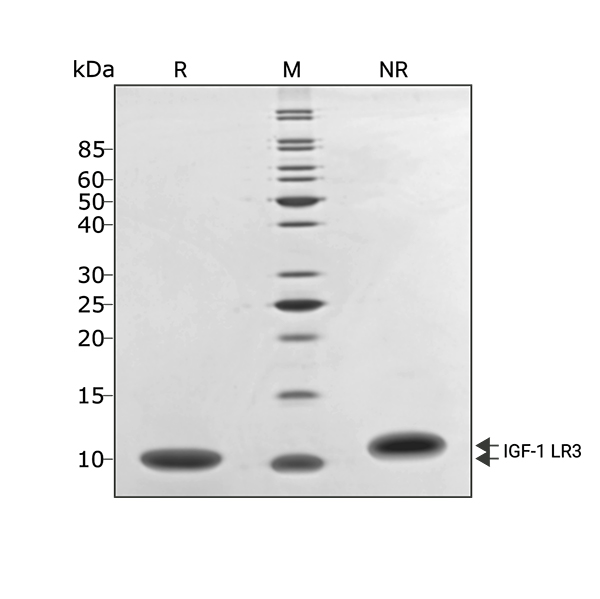 Human LIF Qk036 protein purity SDS-PAGE lot #14293