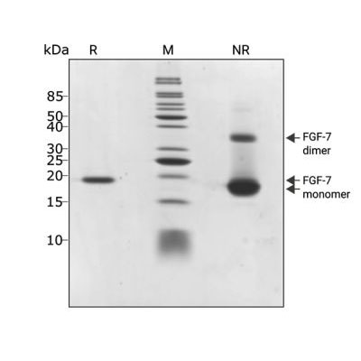 Zebrafish FGF2 / bFGF Qk002 protein purity SDS-PAGE lot #011