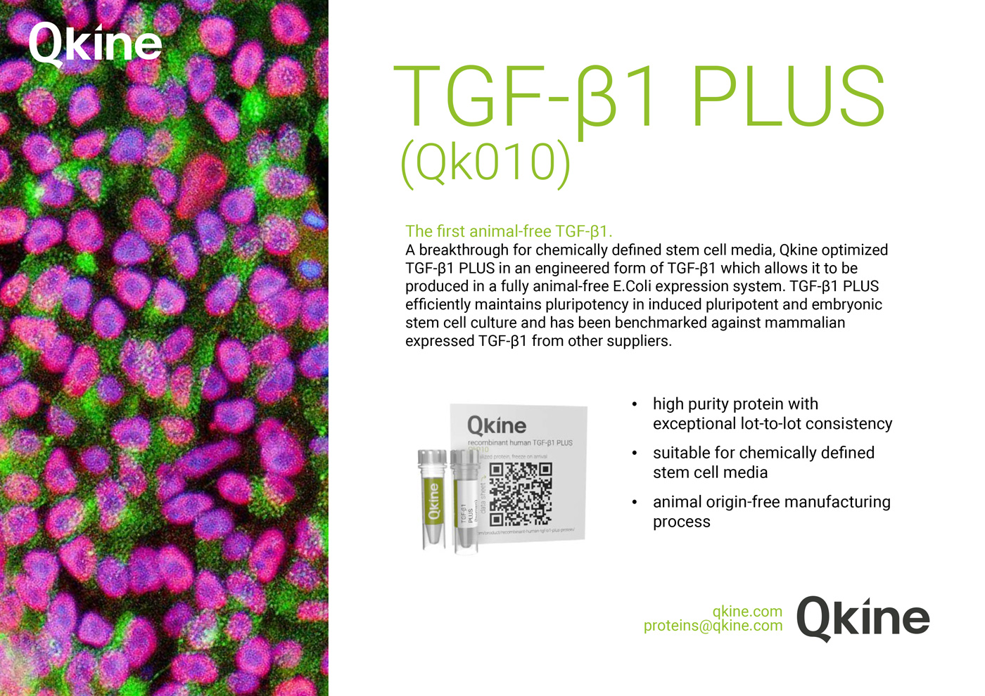 Qkine TGF-β1 PLUS protein