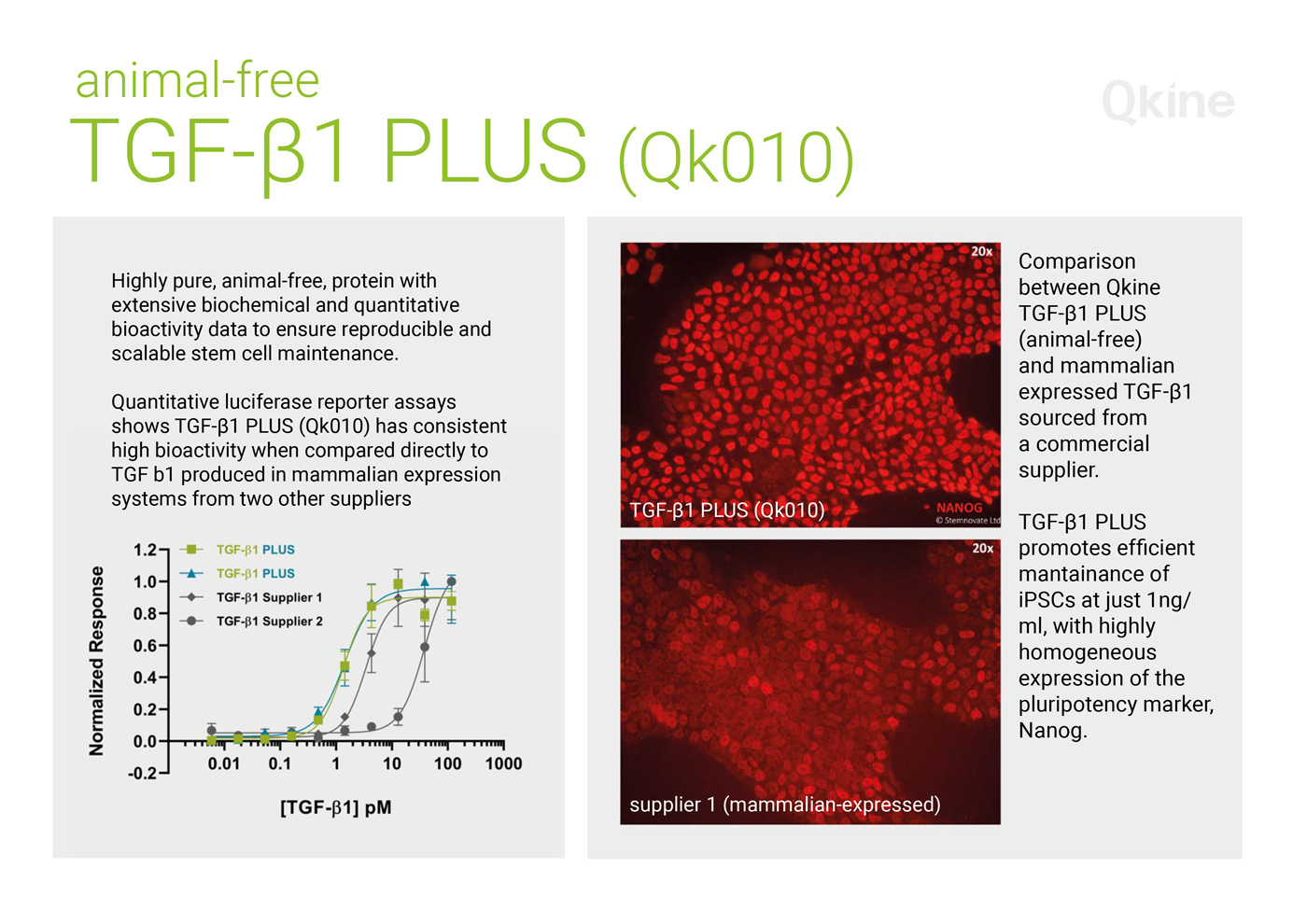 Qkine Animal free TGF-β1 PLUS protein