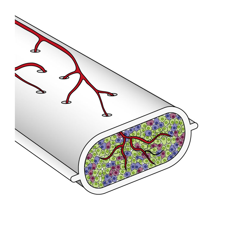 Endoderm differentiation used for regenerative medicine applications