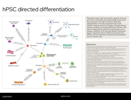 Download hPSC directed differentiation poster