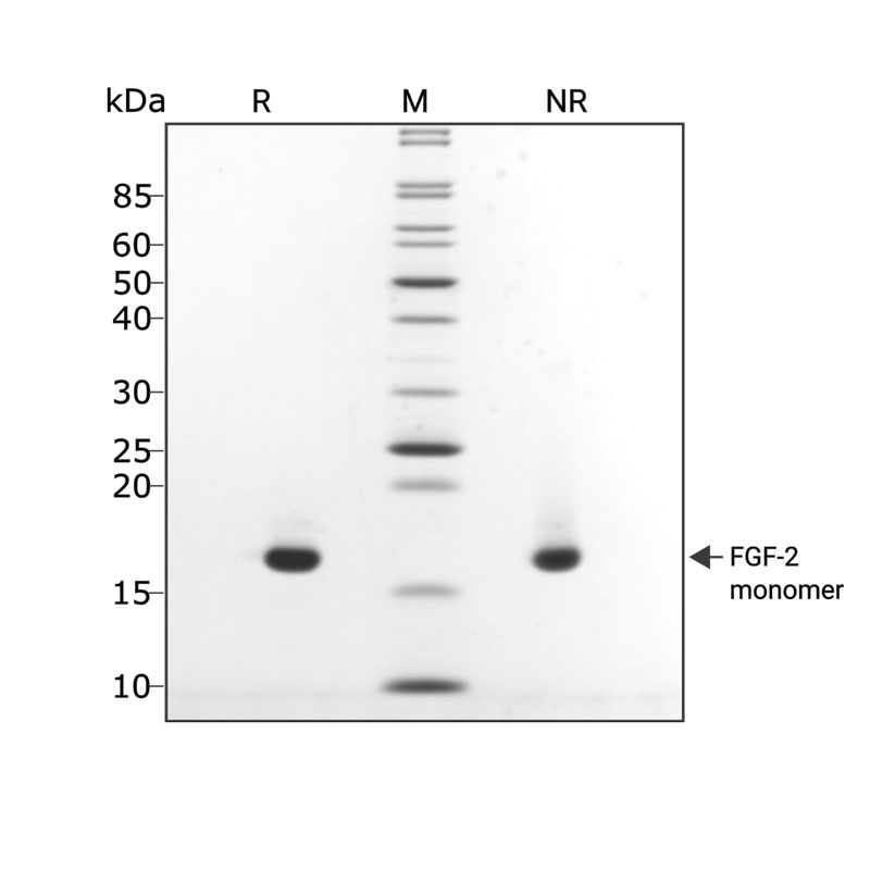 Recombinant Mouse FGF basic/FGF2/bFGF Protein (3139-FB)