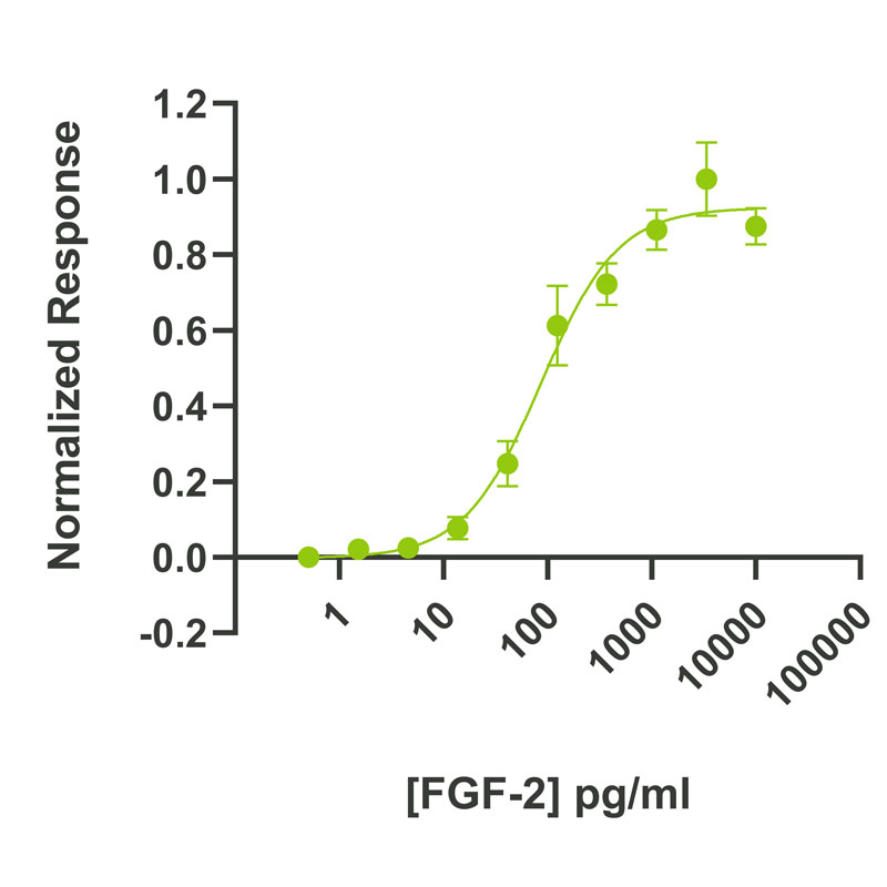 Bovine /Porcine FGF-2 basic FGF Qk056 protein bioactivity