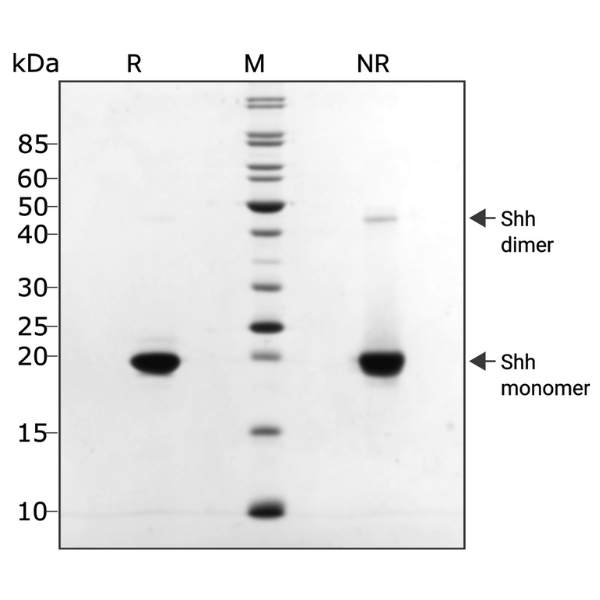 SDS-PAGE image to indicate purity of recombinant human Shh protein