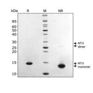 SDS-PAGE gel showing high purity reduced and non-reduced forms of NT3 protein