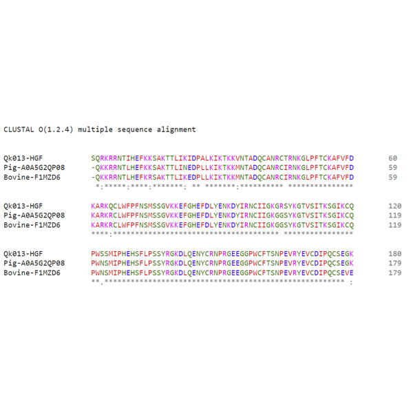Sequence alignment of porcine, bovine and human HGF NK1 showing amino acid conservation