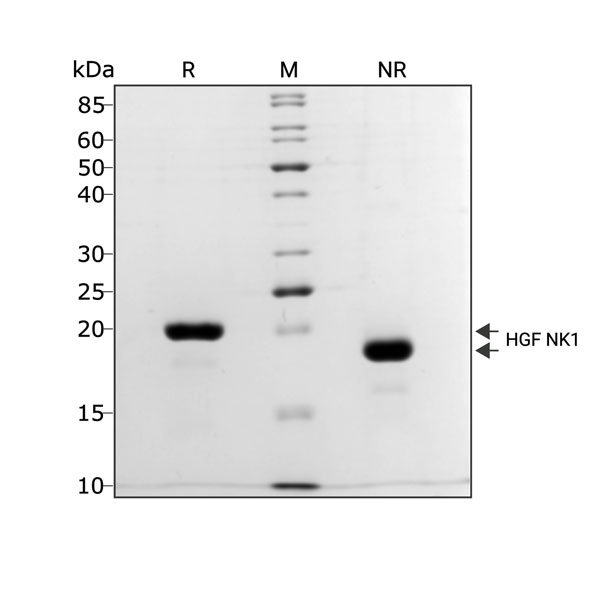 Bovine HGF Qk060 protein purity in SDS-PAGE