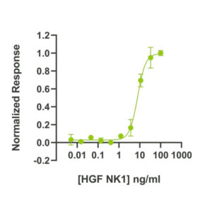 Bioactivity of porcine HGF NK1