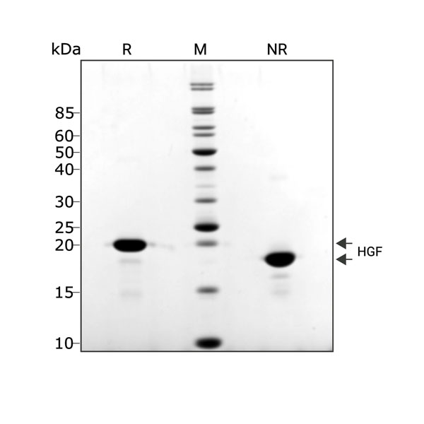 Porcine HGF Qk061 protein purity in SDS-PAGE