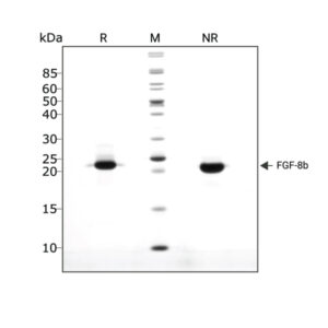 Human/mouse FGF8b Qk057 protein purity lot 104458 graph
