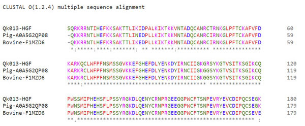 Sequence alignment of porcine, bovine and human HGF NK1 showing amino acid conservation