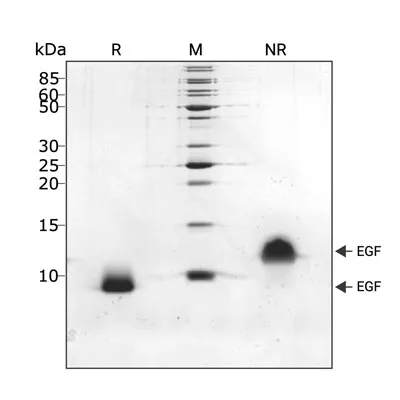 SDS-PAGE gel showing the high purity reduced and non-reduced forms of pEGF