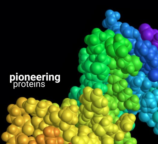 Pioneering proteins