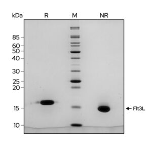 Qkine recombinant FLT3L protein - SDS-PAGE