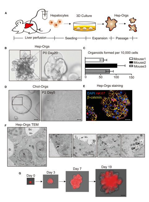 Establishment of 3D Culture System of Murine Hepatocyte Organoids