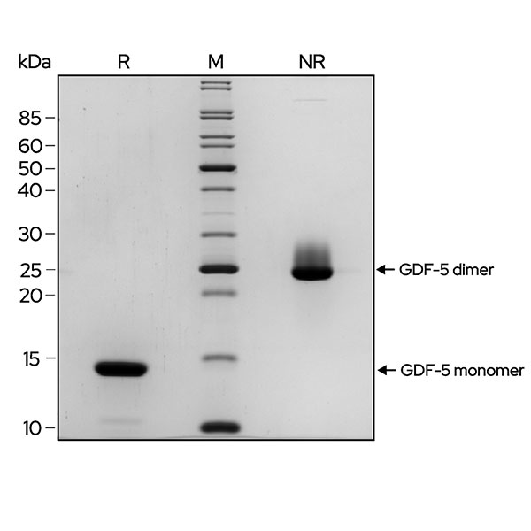 SDS-PAGE gel showing the high purity reduced and non-reduced forms of GDF-5