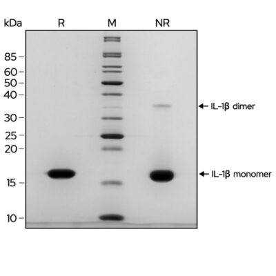 SDS-PAGE gel showing the high purity reduced and non-reduced forms of IL-1β