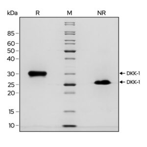 SDS-PAGE gel showing the high purity reduced and non-reduced forms of DKK1