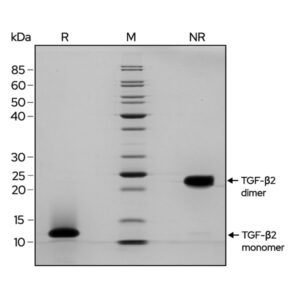 SDS-PAGE gel showing the high purity reduced and non-reduced forms of TGF-β2