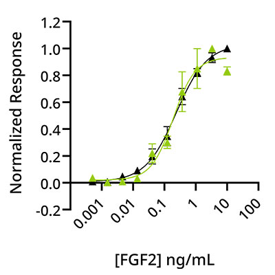 Qk080-vs-Qk040 - Wild-type bovine/porcine FGF-2 and bovine/porcine FGF2-G3 have equivalent bioactivity
