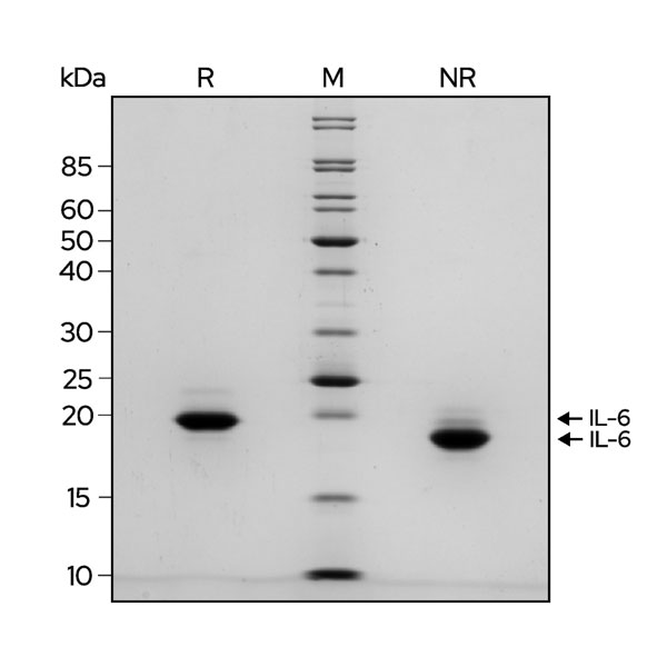 SDS-PAGE gel showing the high purity reduced and non-reduced forms of IL-6 
