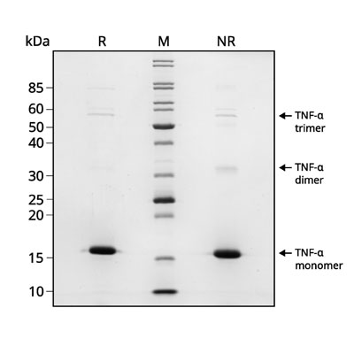 SDS-PAGE gel showing the high purity reduced and non-reduced forms of TNF-α